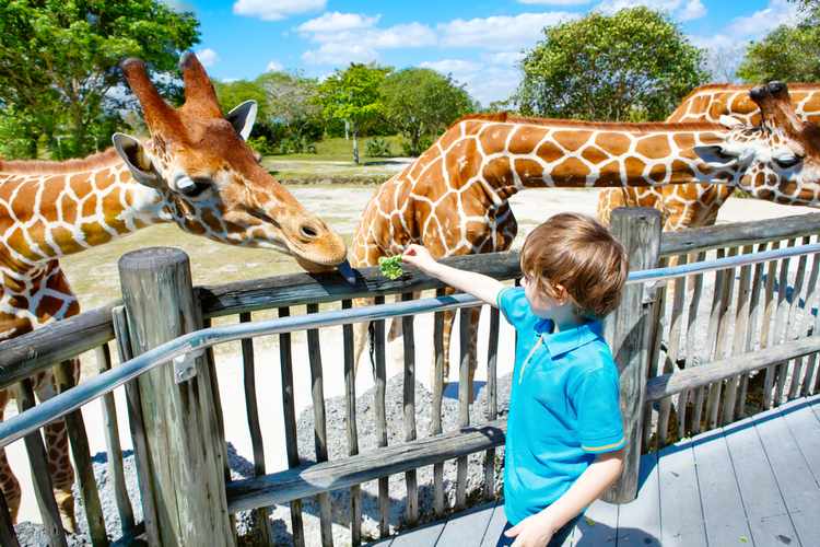 Dubai Safari Opening Soon!