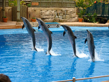 Dubai Dolphinarium