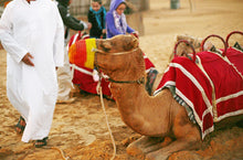 Desert Safari and Ferrari World