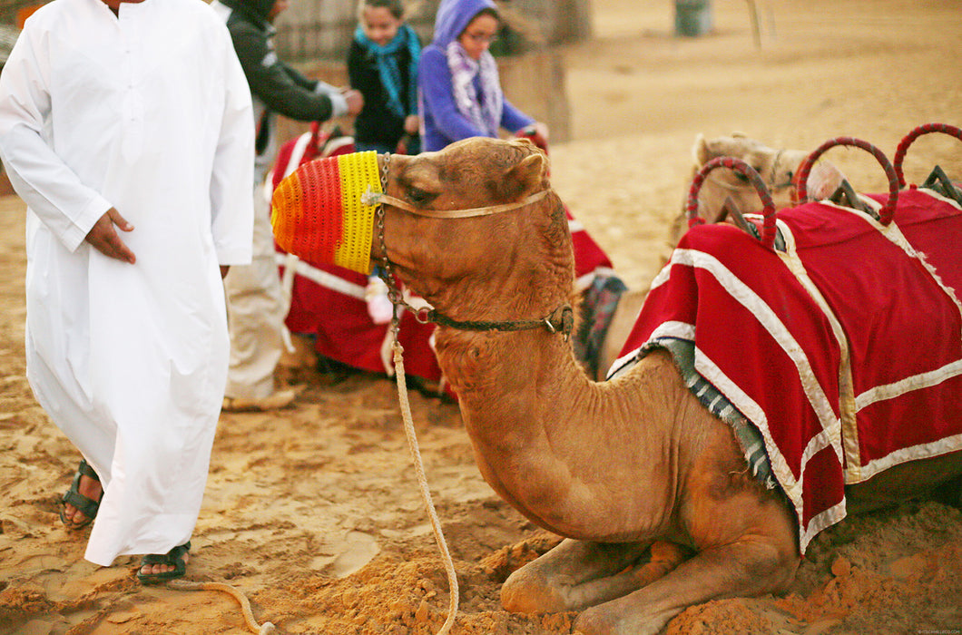 camel riding in dubai, best camel riding