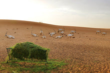 morning desert safari