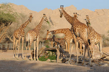 al ain tour