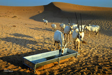 private desert event dubai